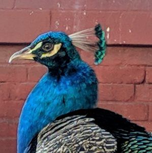 Meet your Posher, Doris